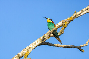 Le guêpier d'Europe