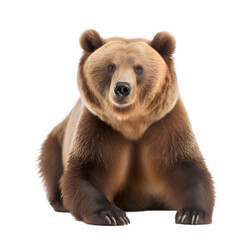 Obraz premium front view, brown bear is sitting on the ground, looking to the camera, isolated on transparent background. 