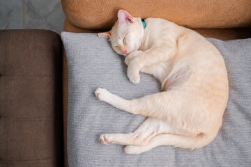 Fototapeta premium A champagne color cat is sleeping on the cloth cushion on the sofa at home, young female cat