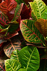 クロトン　カラフルな葉っぱの熱帯植物

