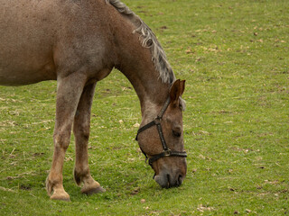 Naklejka na ściany i meble Brown horse eating grass grazing in a meadow