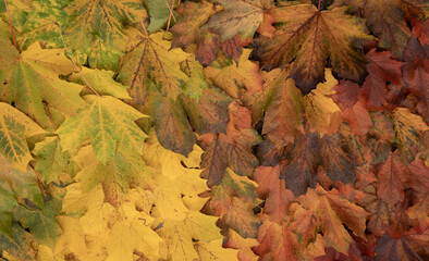 autumn maple leaves background: green yellow orange red and brown