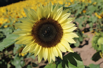 Macro Flowers and rings 