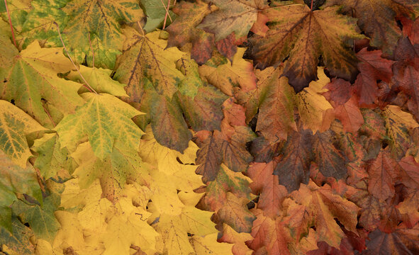 Fototapeta autumn maple leaves background: green yellow orange red and brown