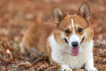 Beautiful portrait of a Corgi dog in nature.
