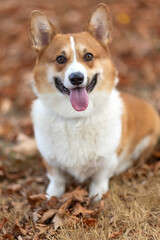 Beautiful portrait of a Corgi dog in nature.