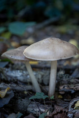 A pair of mushrooms in the forest