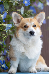 Beautiful portrait of a Corgi dog in nature.