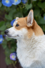 Beautiful portrait of a Corgi dog in nature.