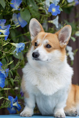 Beautiful portrait of a Corgi dog in nature.