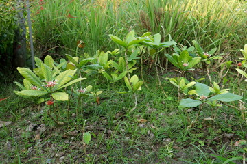 Indian Snake Roots or Rauwolfia tree in natural environment, Thailand. Another name is Serpent wood.