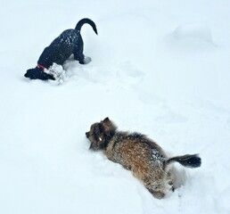 Dogs playing in snow