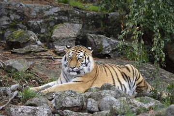 The Siberian tiger, or Amur tiger, is a population of the tiger subspecies Panthera tigris tigris native to the Russian Far East, Northeast China.