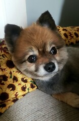 Teddy Bear Pom 
