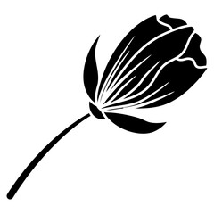 illustration of a rose flower