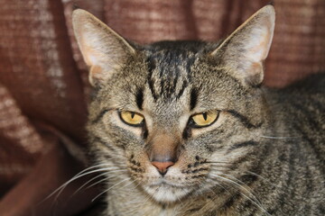 Tiger grey cat
