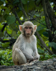 Naklejka na ściany i meble Portrait close-up of a young monkey in the jungle. 