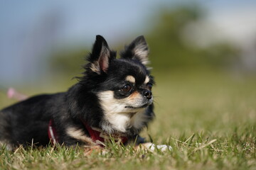 散歩途中で休憩してるチワワちゃん