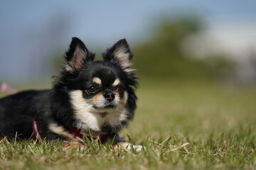 散歩途中で休憩してるチワワちゃん