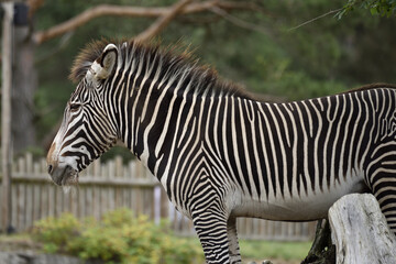 Zebra are African equines with distinctive black-and-white striped coats. 
