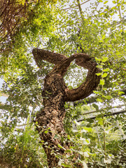 Alter schöner Baum wächst nach oben und verästelt sich, viele grüne Blätter in der Umgebung,...