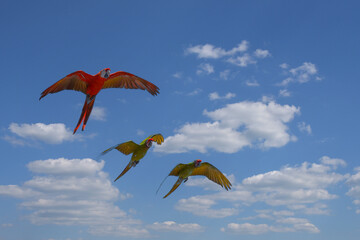 Papageien fliegen am Himmel von Gran Canaria - obrazy, fototapety, plakaty