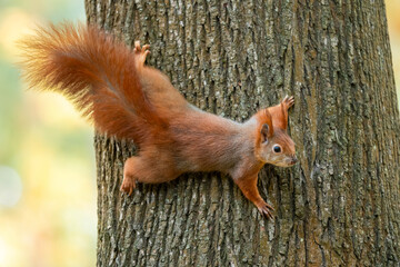 red squirrel or Eurasian red squirrel (Sciurus vulgaris) in autumn forest 
