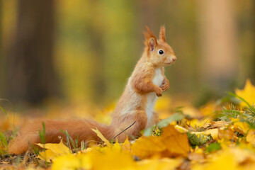 Naklejka na ściany i meble red squirrel or Eurasian red squirrel (Sciurus vulgaris) in autumn forest 