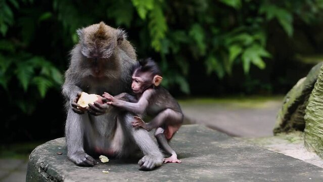 Mother monkey and newborn baby monkey eat sweet potatoes