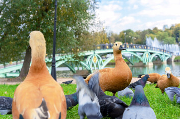 Red ducks or Ogar ducks and pigeons on the river bank with a beautiful bridge. - obrazy, fototapety, plakaty