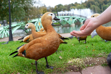 Red Duck or Ogar Duck eats food from human hands. - obrazy, fototapety, plakaty