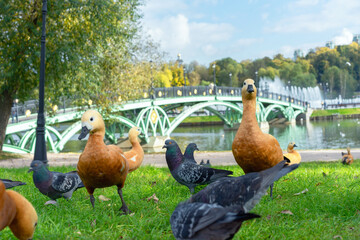 Red ducks or Ogar ducks and pigeons on the river bank with a beautiful bridge. - obrazy, fototapety, plakaty