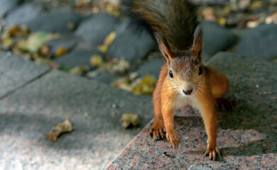 Naklejka na ściany i meble Curious red squirrel (Sciurus vulgaris) looks straight into the camera.