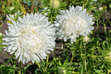 White aster on a flower bed. Flowers in the botanical garden. High quality photo