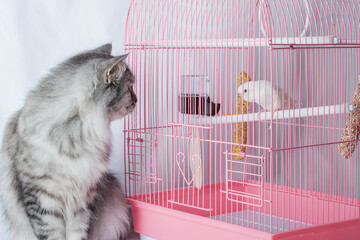 A cat and a wavy white parrot exchange glances. Friendship and hunting. High quality photo © Irina Lesovaia