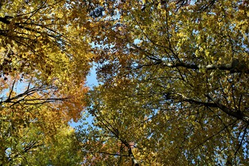 Fall colors 