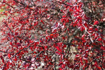 Fall colors 