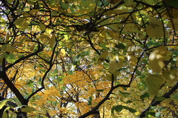 Fall colors 