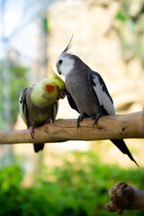 Cockatiel parrot on a branch in the park.