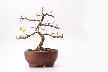 A small bonsai tree in a ceramic pot on the white background