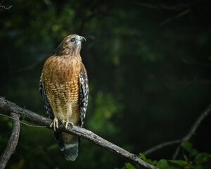 red shouldered hawk