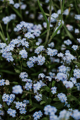 Piękne, gęste niezapominajki. Drobne niebieskie kwiatki.