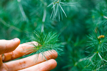 Evergreen fresh spruce needles on a pine tree twig in female hand. Human and nature connection. Gardener shows fir branch. Relax in a wood, woods, green forest. New Year Christmas tree 2024 choosing.