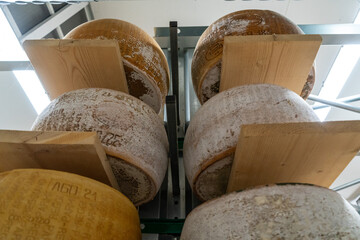 Parmesan cheese production and in Italy