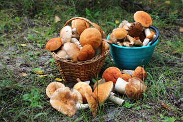 Two full baskets with collected mushrooms
