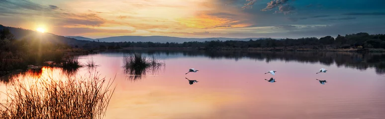 Foto op Plexiglas panorama with herons flying over lake at sunset, picturesque vista of unspoiled conservation project © poco_bw