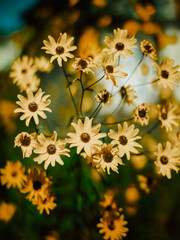 yellow daisy flowers with a blurry bokeh background 