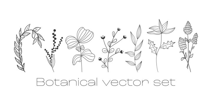Botanical vector, set. Linear doodle style. A minimalist image of plants. Branches with pointed leaves, berries, cute flowers. For postcards, prints, stickers.