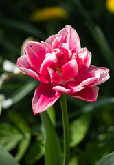 Flowers tulips in green grass, spring nature.