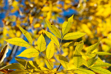 Yellow autumn leaves close-up against the sky, autumn landscape